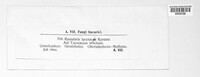 Ramularia lapsanae image